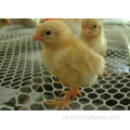 Perfecte duurzaamheid HDPE Farming Plastic platte mesh net